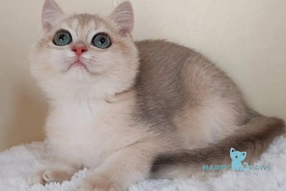 Tomas British Shorthair male blue golden chinchilla live animals