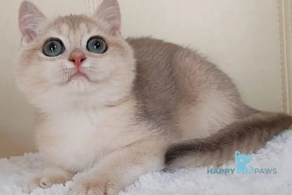 Tomas British Shorthair male blue golden chinchilla live animals