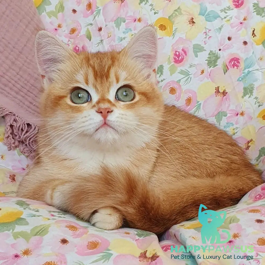 Tomas British Shorthair male chocolate golden chinchilla - live animals