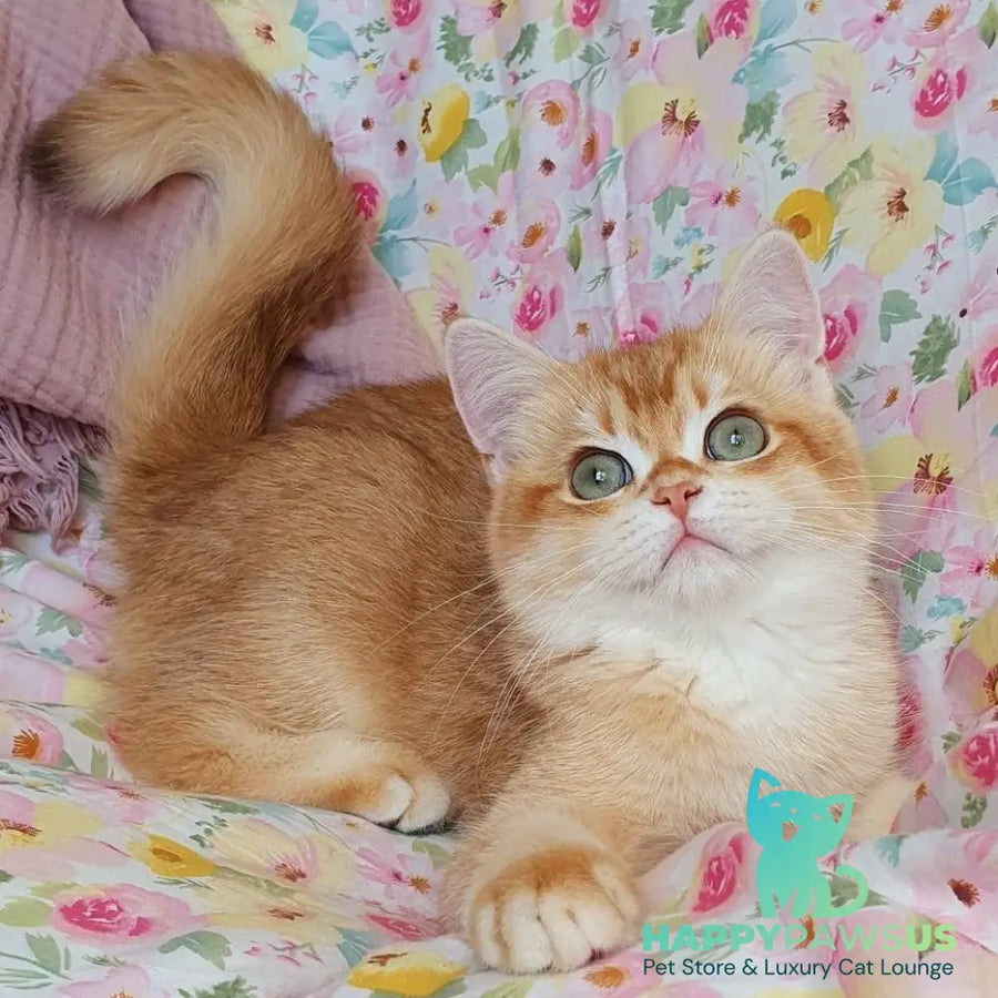 Tomas British Shorthair male chocolate golden chinchilla - live animals