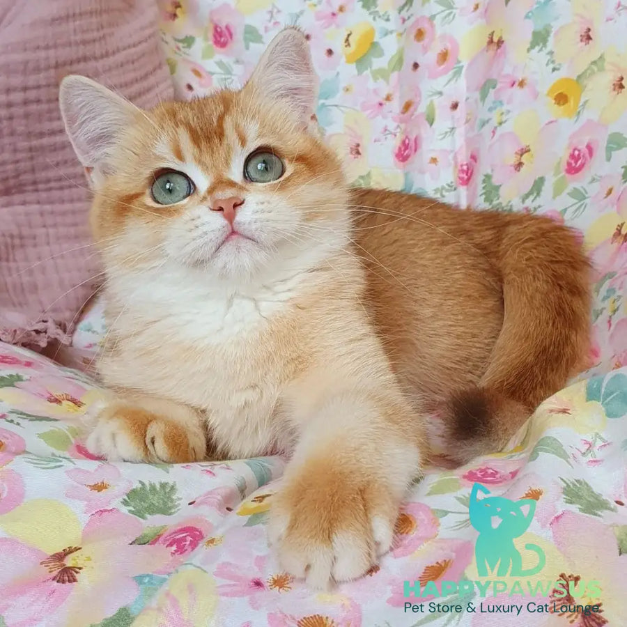 Tomas British Shorthair male chocolate golden chinchilla - live animals