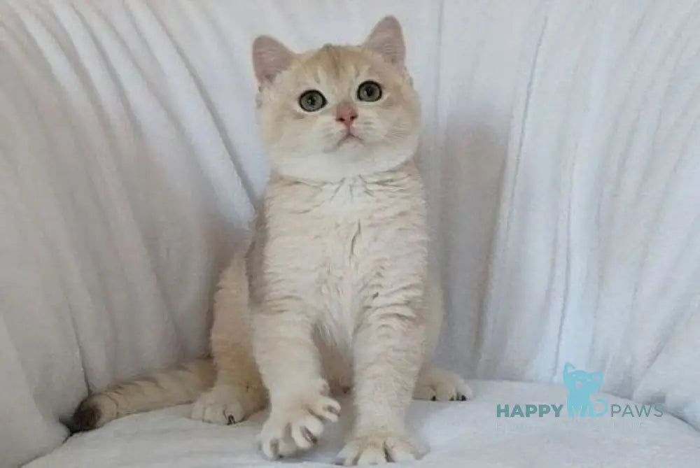 Tommi British Shorthair male blue golden chinchilla live animals