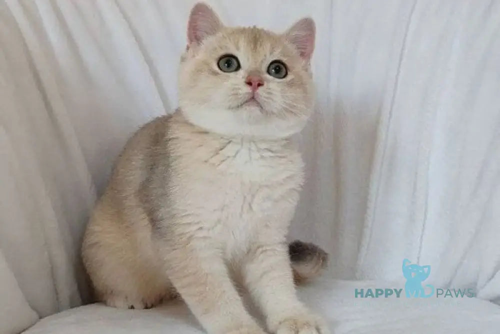 Tommi British Shorthair male blue golden chinchilla live animals