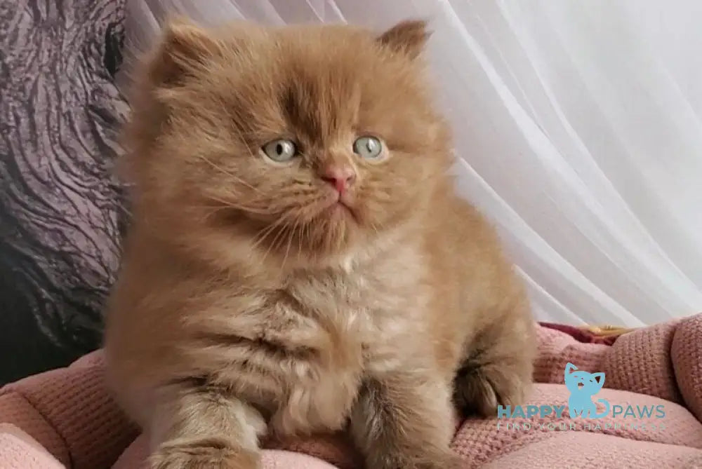 Tommy British Longhair male cinnamon - live animals