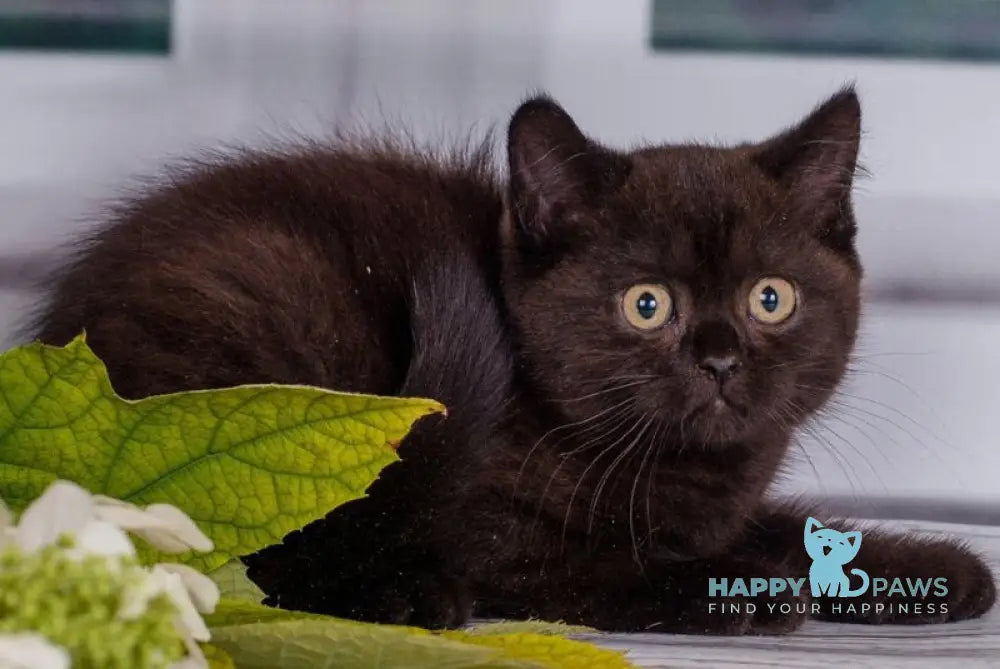 Tommy British Shorthair male black live animals