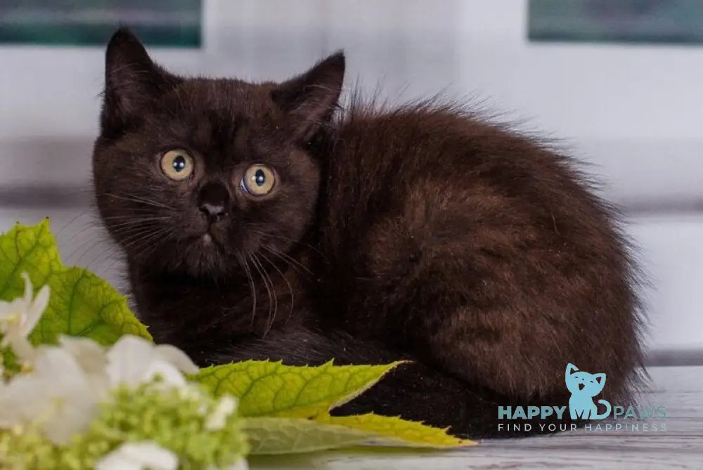 Tommy British Shorthair male black live animals