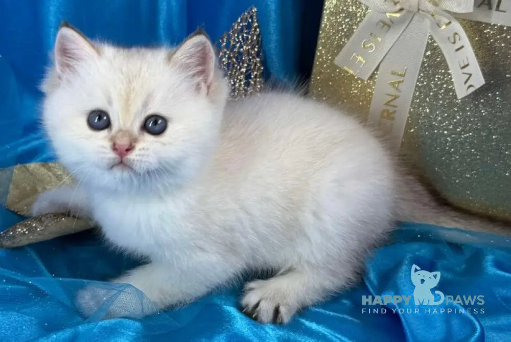 Tommy Scottish Straight male blue golden shaded pointed live animals