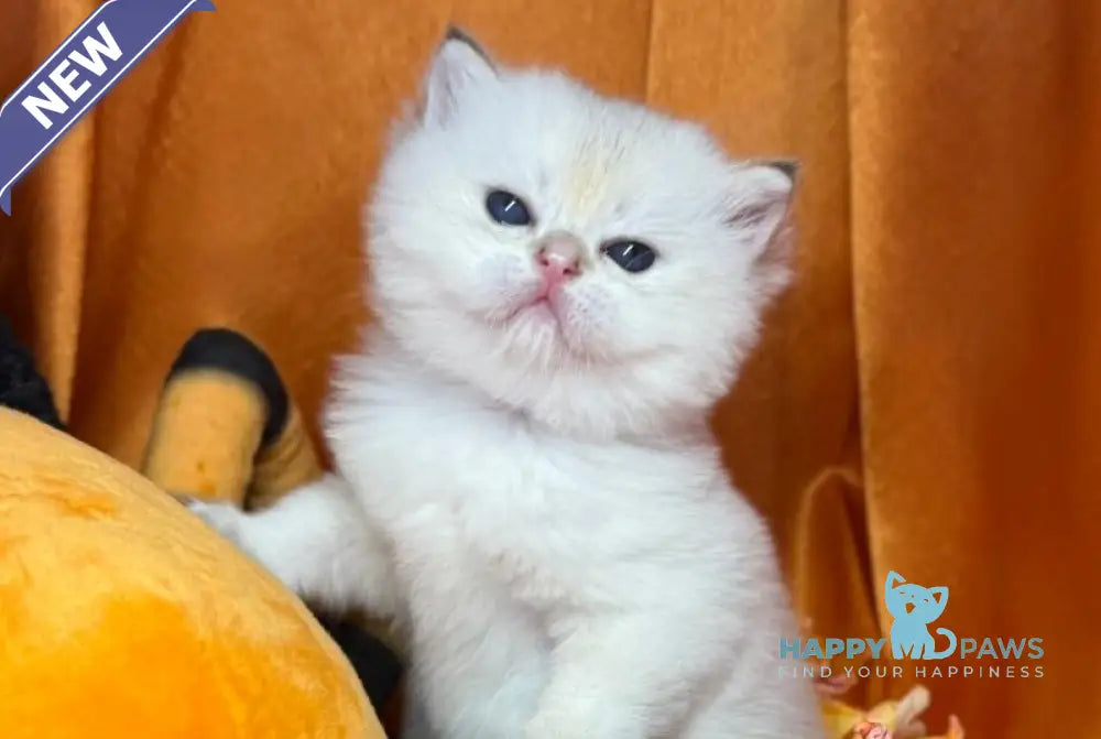 Tommy Scottish Straight male blue golden shaded pointed live animals