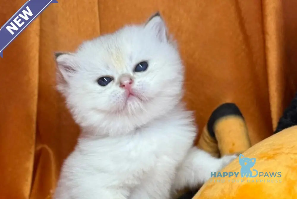 Tommy Scottish Straight male blue golden shaded pointed live animals