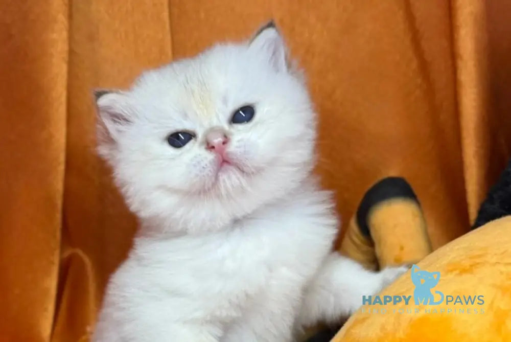 Tommy Scottish Straight male blue golden shaded pointed live animals