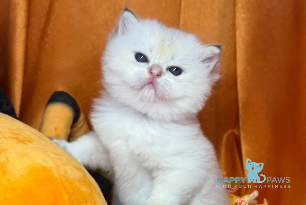 Tommy Scottish Straight male blue golden shaded pointed live animals