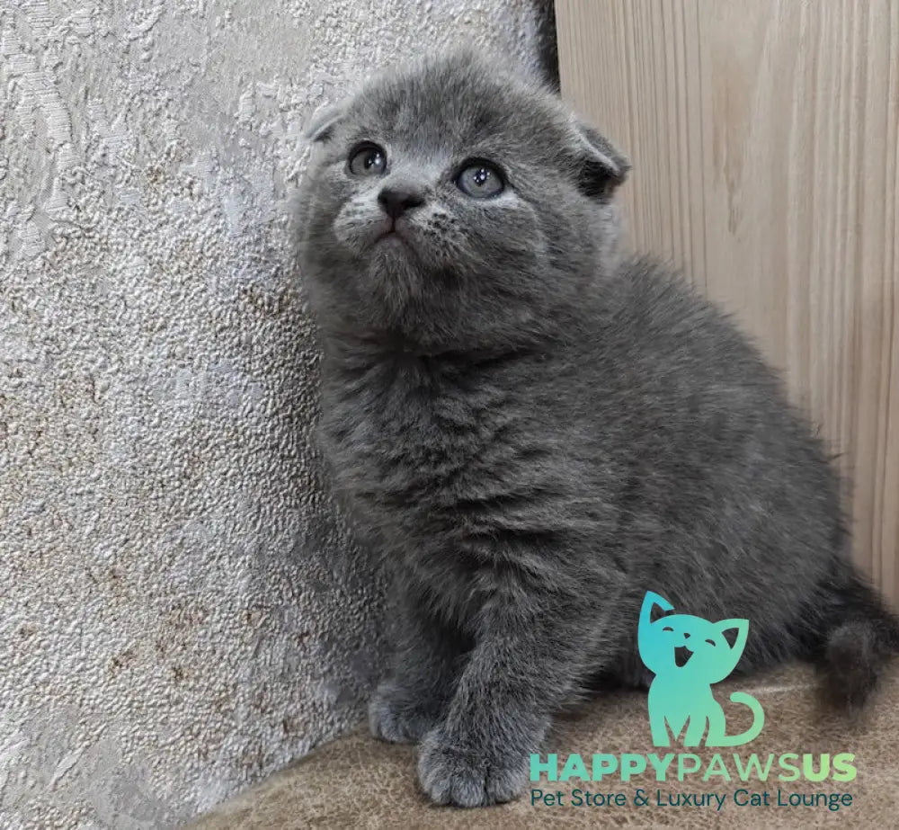 Tomy Scottish Fold male blue live animals
