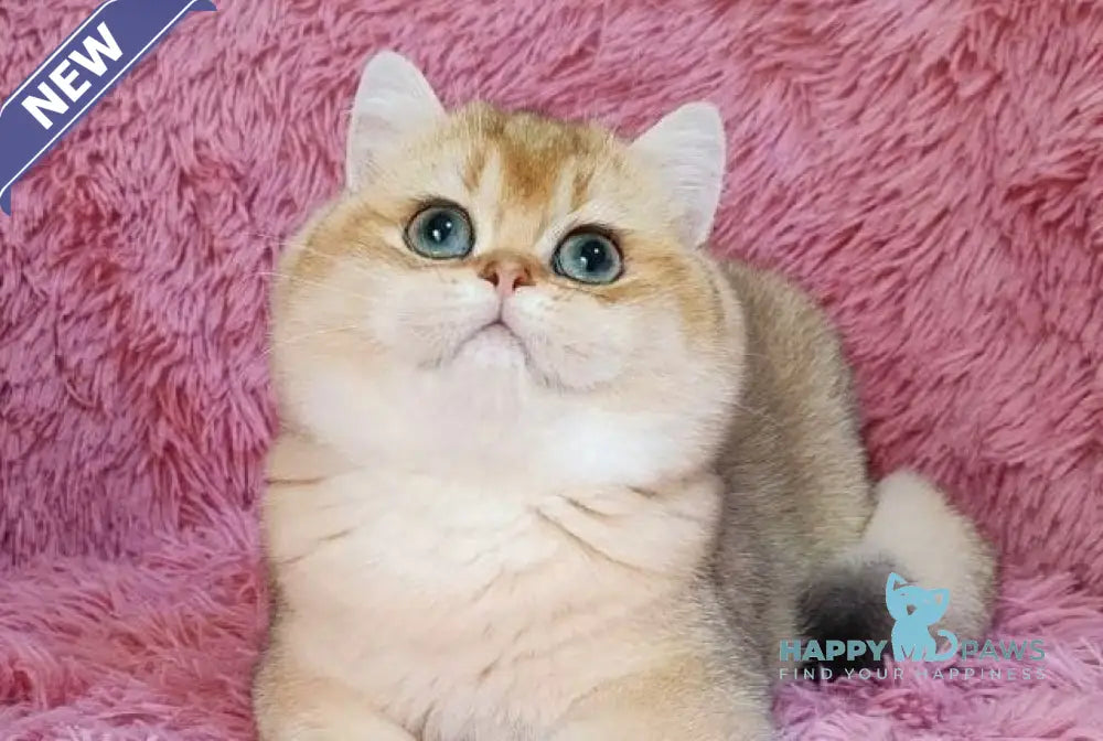 Tonni British Shorthair male black golden chinchilla live animals