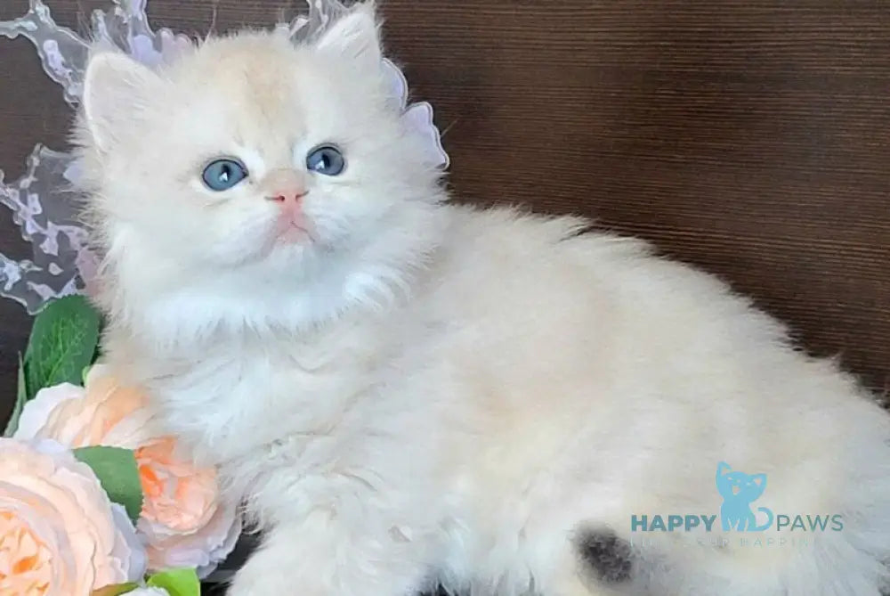 Tomas British Longhair male blue golden chinchilla live animals