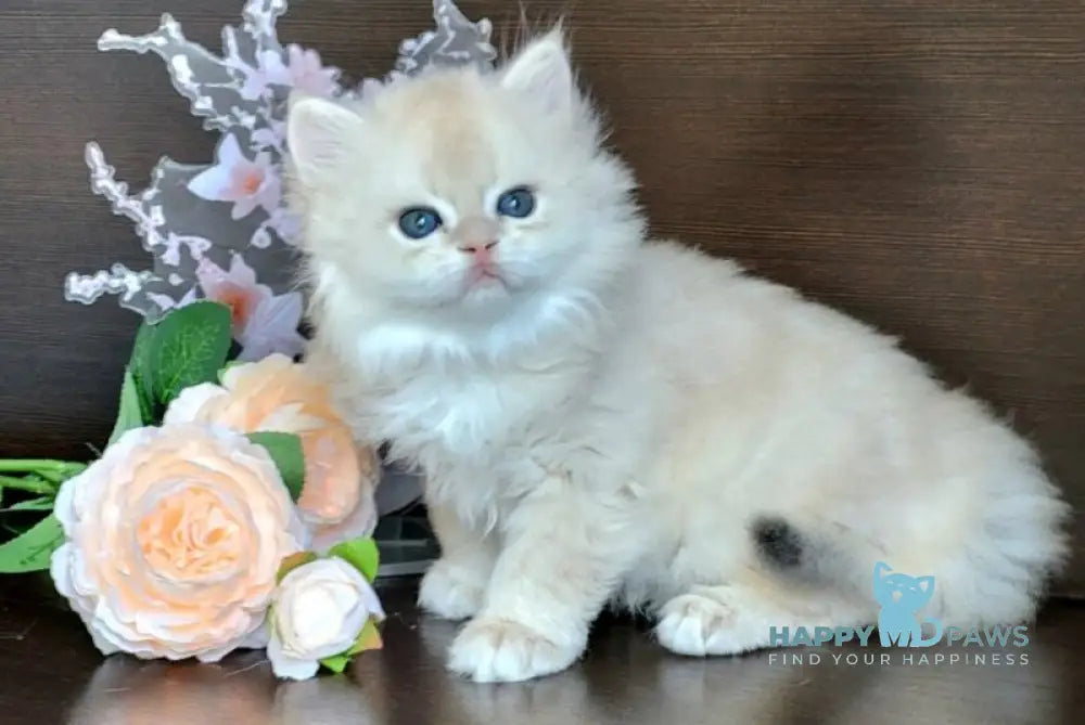 Tomas British Longhair male blue golden chinchilla live animals