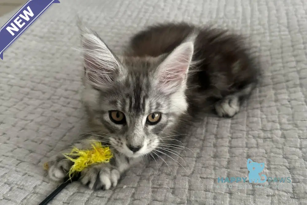 Tony Maine Coon male black silver tabby live animals