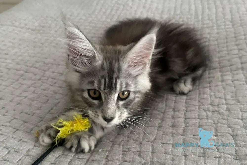 Tony Maine Coon male black silver tabby live animals