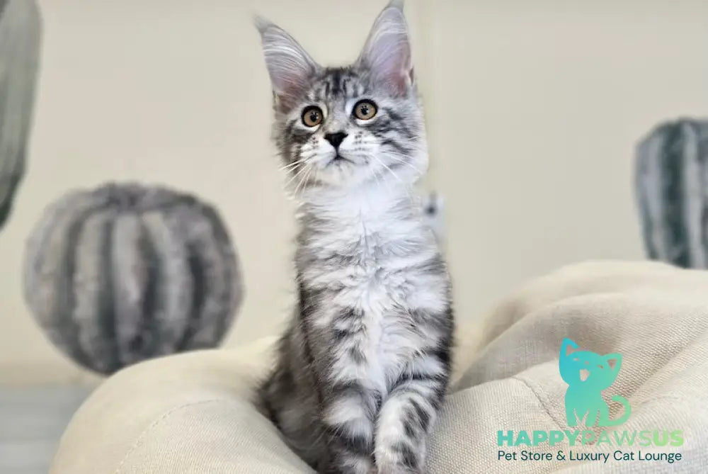 Tony Maine Coon male black silver tabby live animals