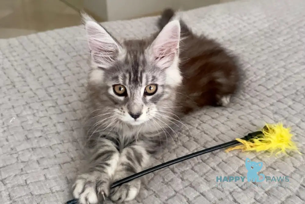 Tony Maine Coon male black silver tabby live animals