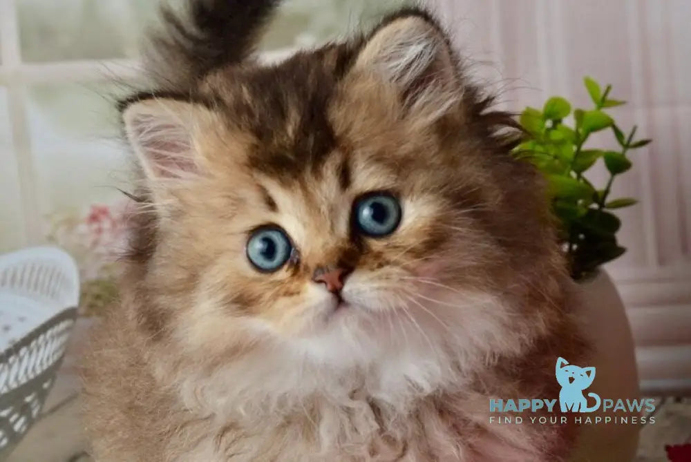 Tony Scottish Straight male black golden ticked tabby - live animals