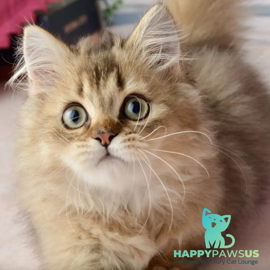 Tony Scottish Straight male black golden ticked tabby - live animals