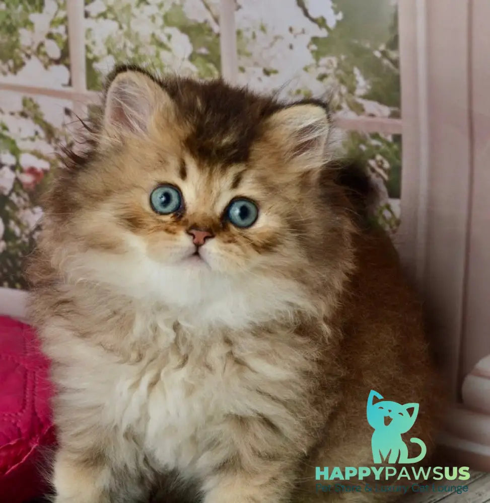 Tony Scottish Straight male black golden ticked tabby - live animals