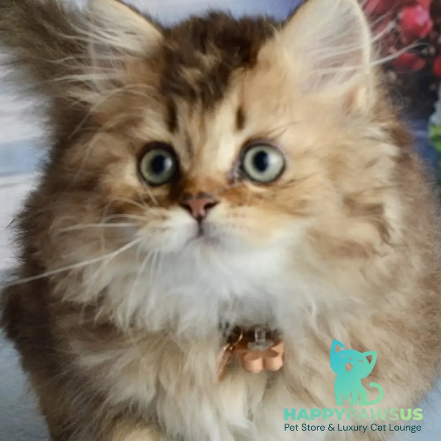 Tony Scottish Straight male black golden ticked tabby - live animals