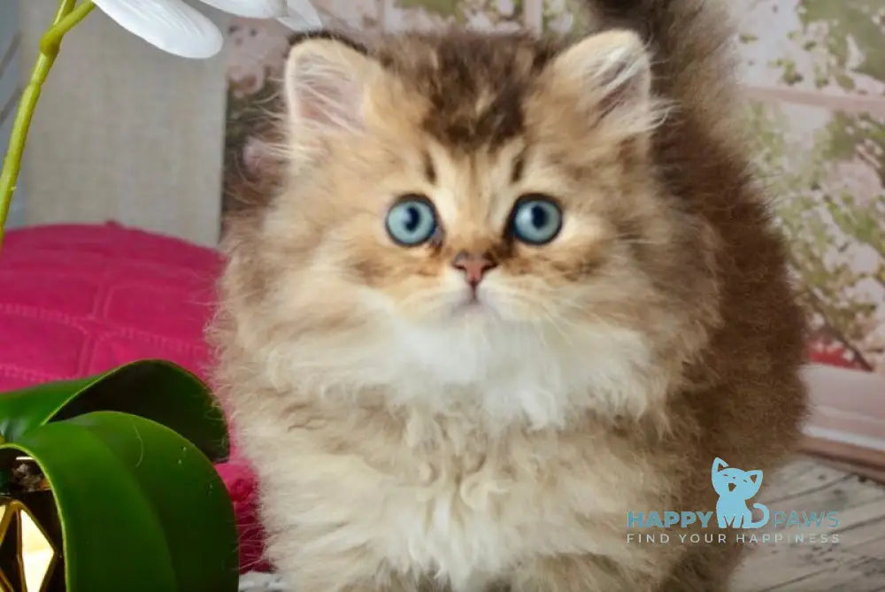 Tony Scottish Straight male black golden ticked tabby - live animals