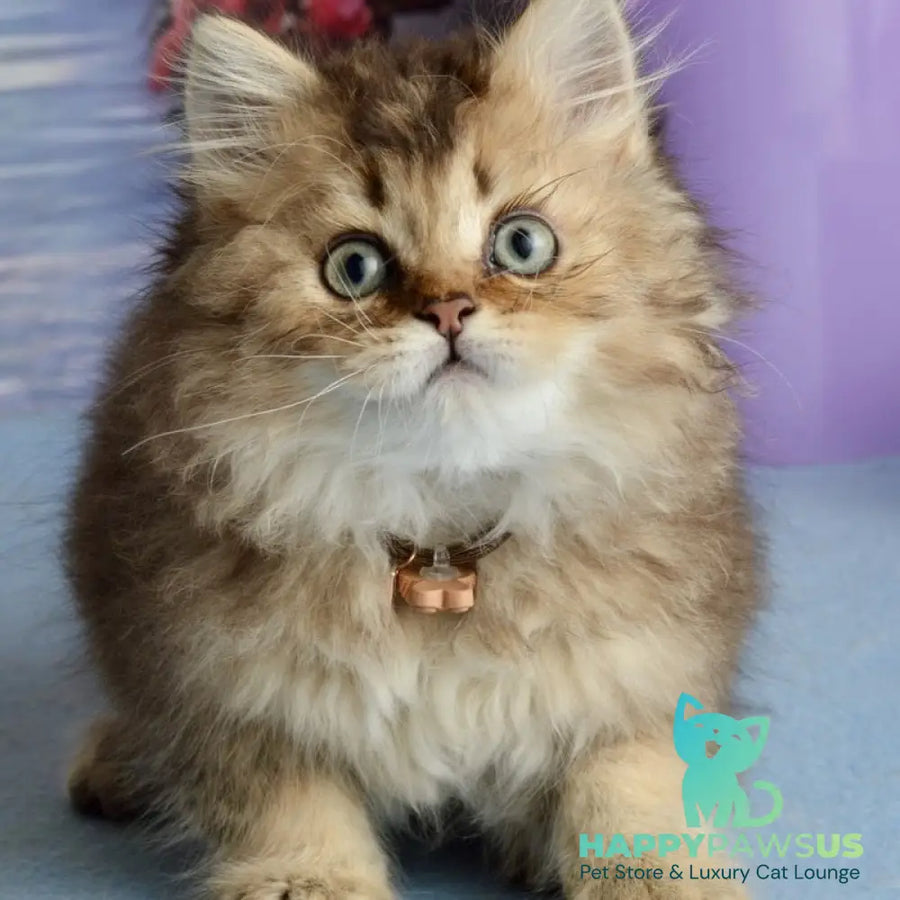 Tony Scottish Straight male black golden ticked tabby - live animals