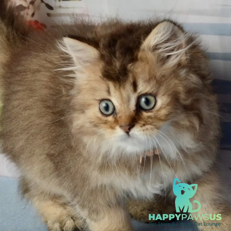 Tony Scottish Straight male black golden ticked tabby - live animals