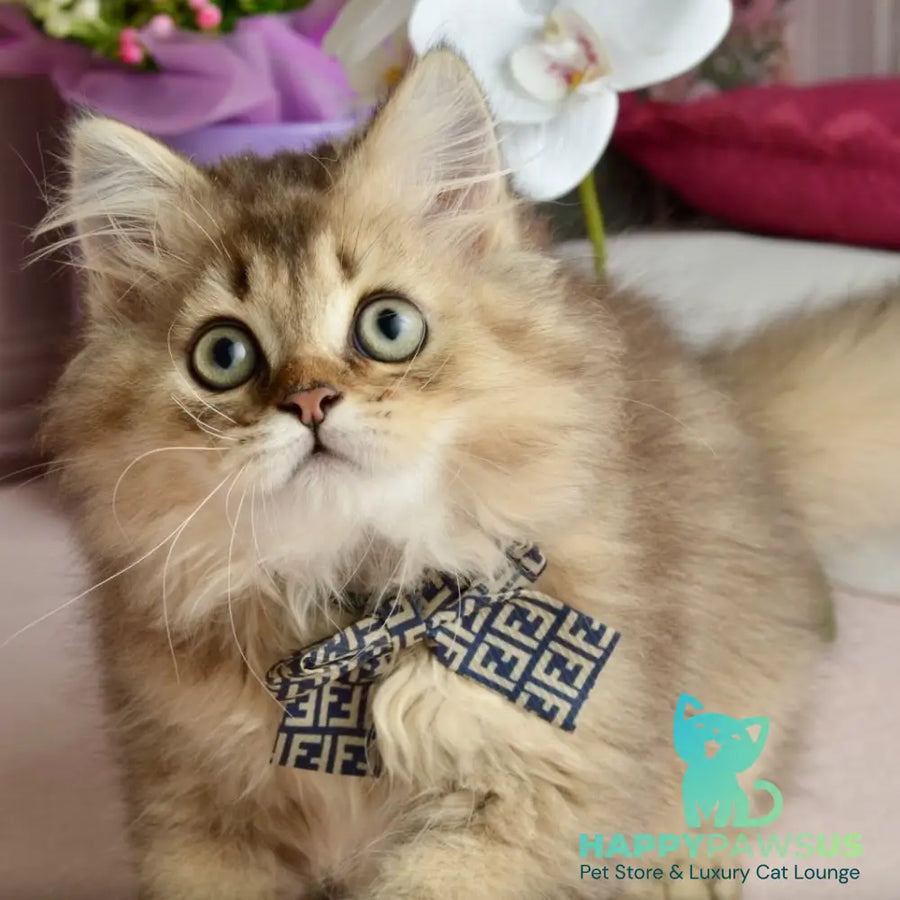 Tony Scottish Straight male black golden ticked tabby - live animals