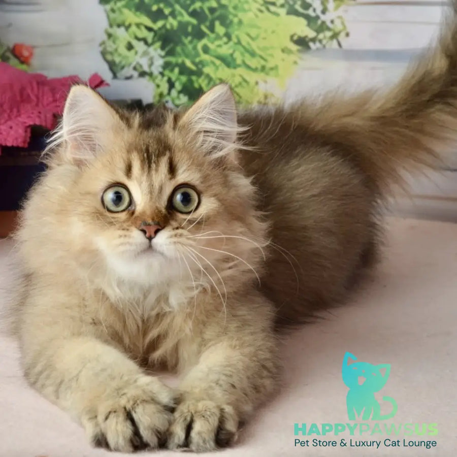 Tony Scottish Straight male black golden ticked tabby - live animals