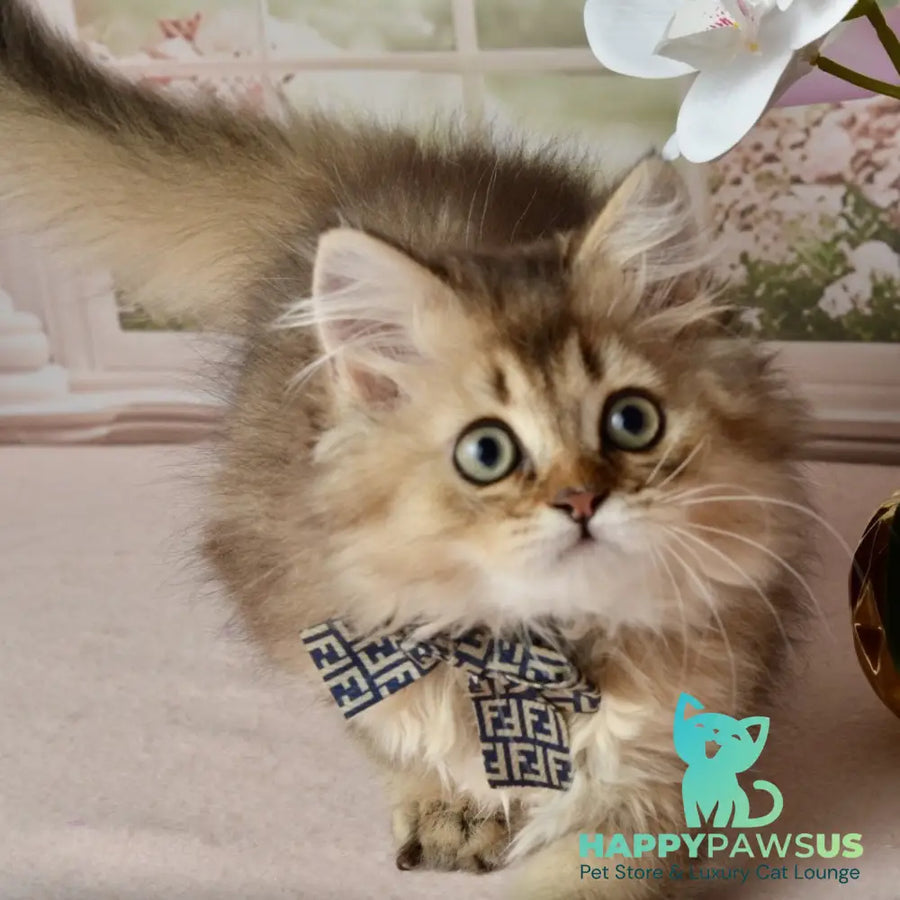 Tony Scottish Straight male black golden ticked tabby - live animals