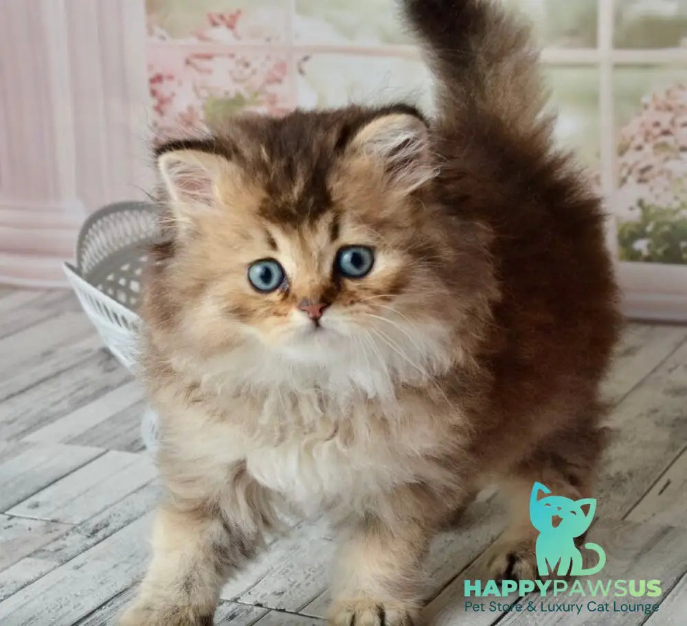 Tony Scottish Straight male black golden ticked tabby - live animals