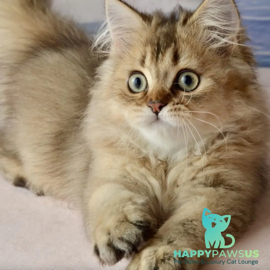 Tony Scottish Straight male black golden ticked tabby - live animals