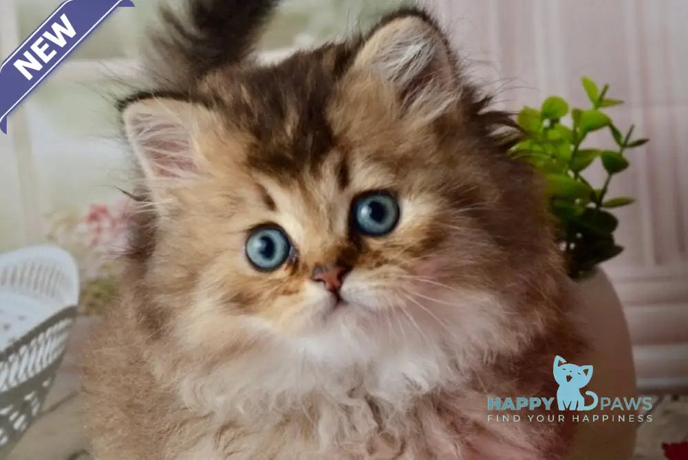Tony Scottish Straight male black golden ticked tabby - live animals