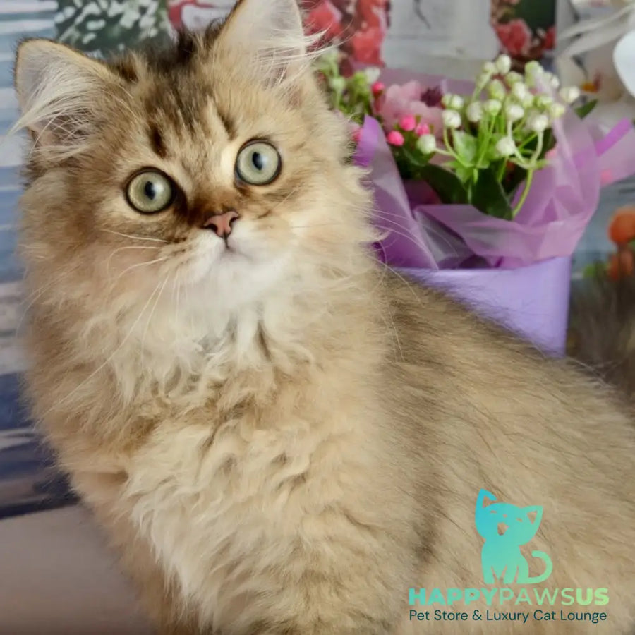 Tony Scottish Straight male black golden ticked tabby - live animals