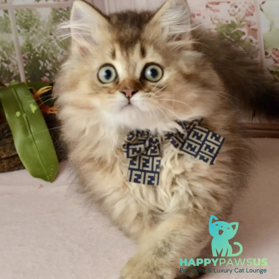 Tony Scottish Straight male black golden ticked tabby - live animals