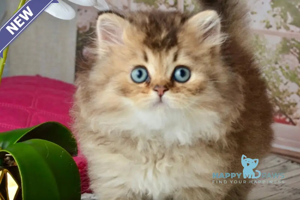 Tony Scottish Straight male black golden ticked tabby - live animals