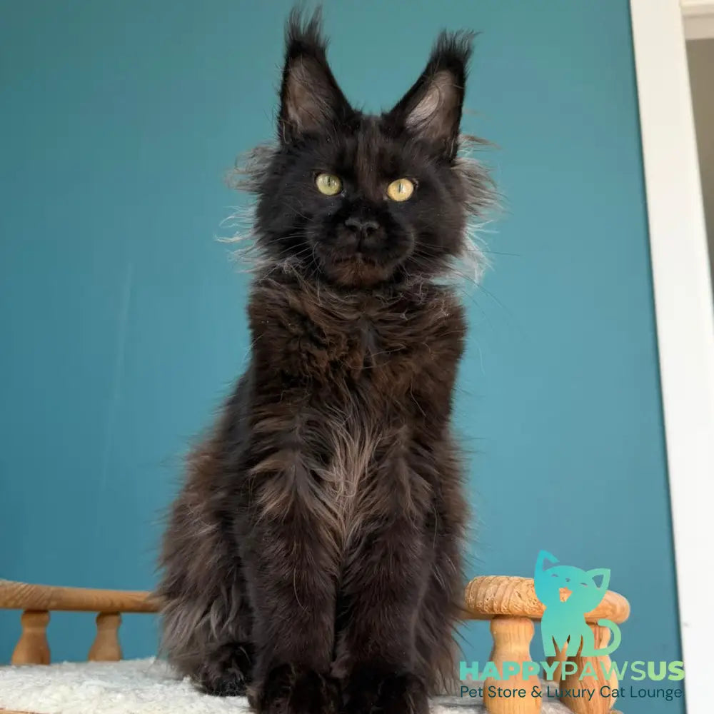 Tonya Maine Coon female black - live animals