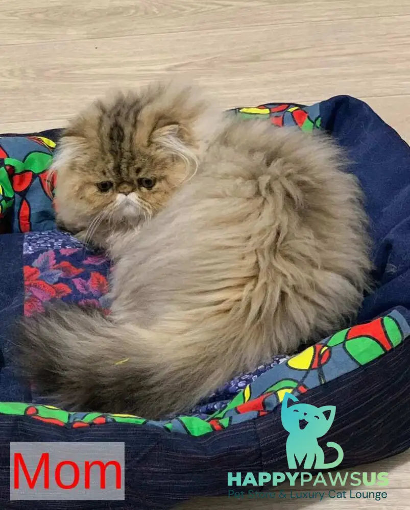 Tonya Persian female black tortie silver tabby - live animals