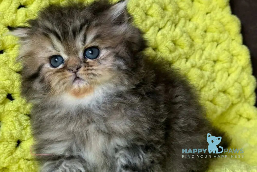 Tonya Persian female black tortie silver tabby - live animals