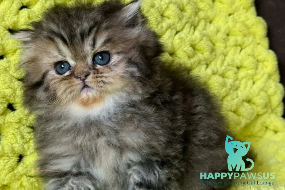Tonya Persian female black tortie silver tabby - live animals