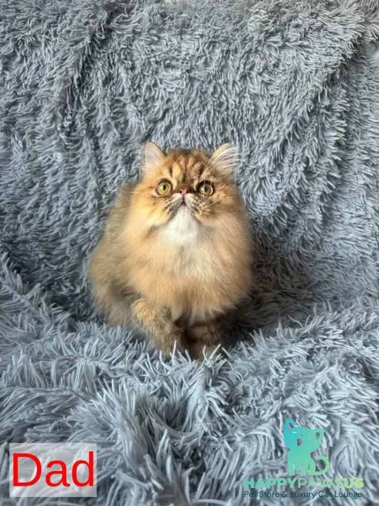 Tonya Persian female black tortie silver tabby - live animals