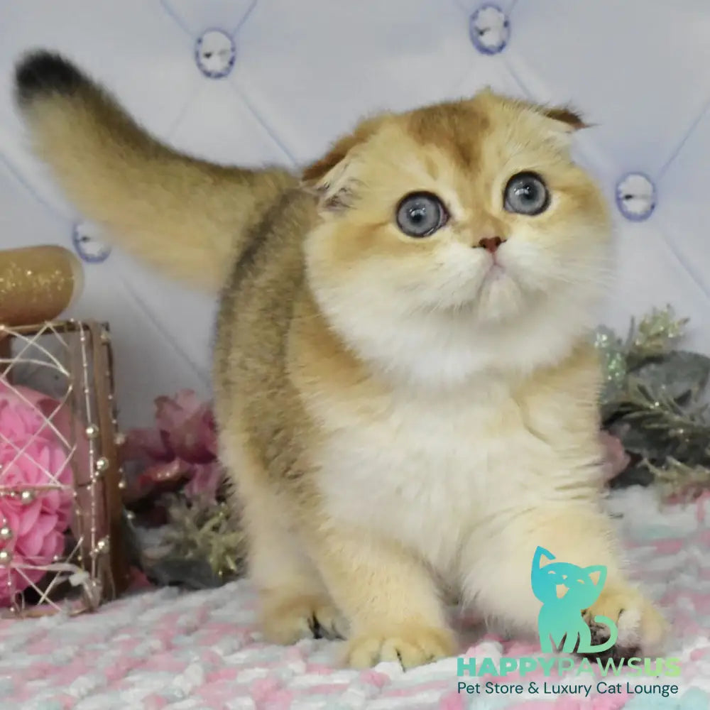 Tonya Scottish Fold female black golden shaded - live animals