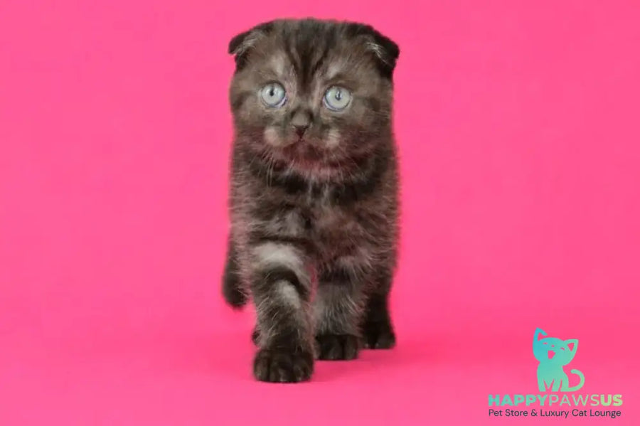 Tonya Scottish Fold female black silver - live animals