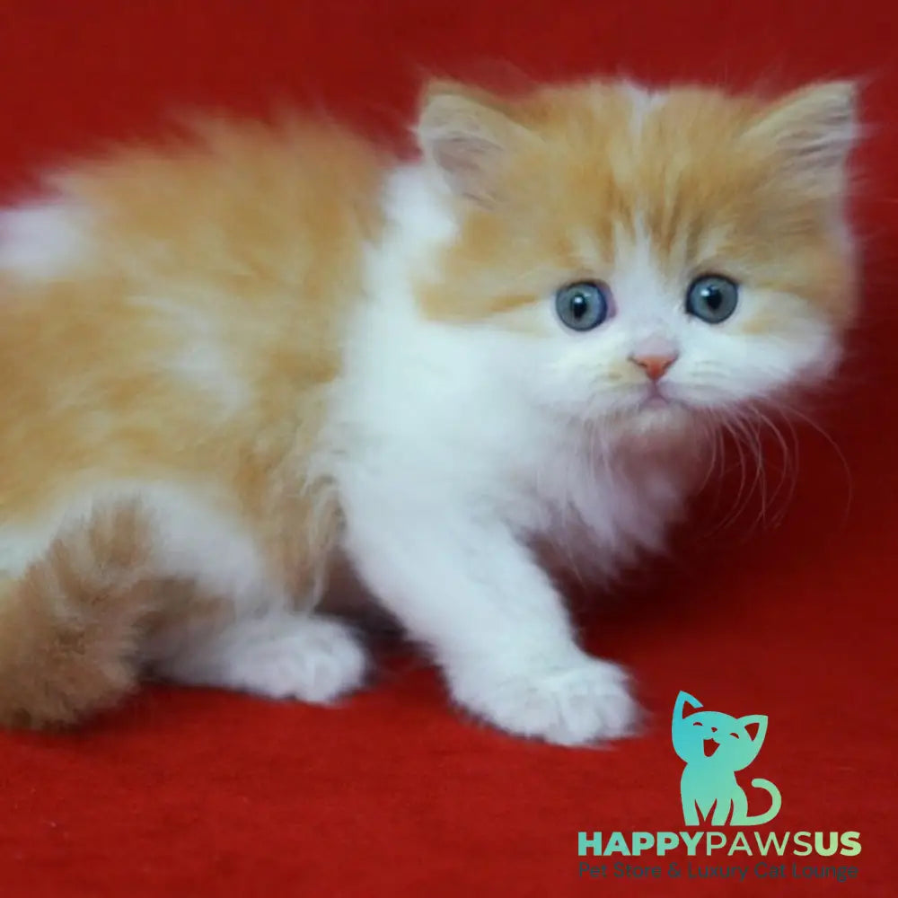 Top Top Scottish Straight male red spotted tabby bicolour - live animals