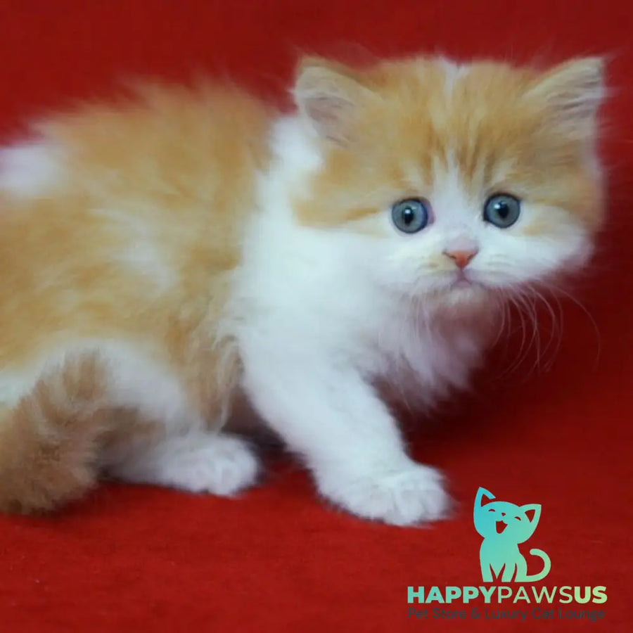 Top Top Scottish Straight male red spotted tabby bicolour - live animals