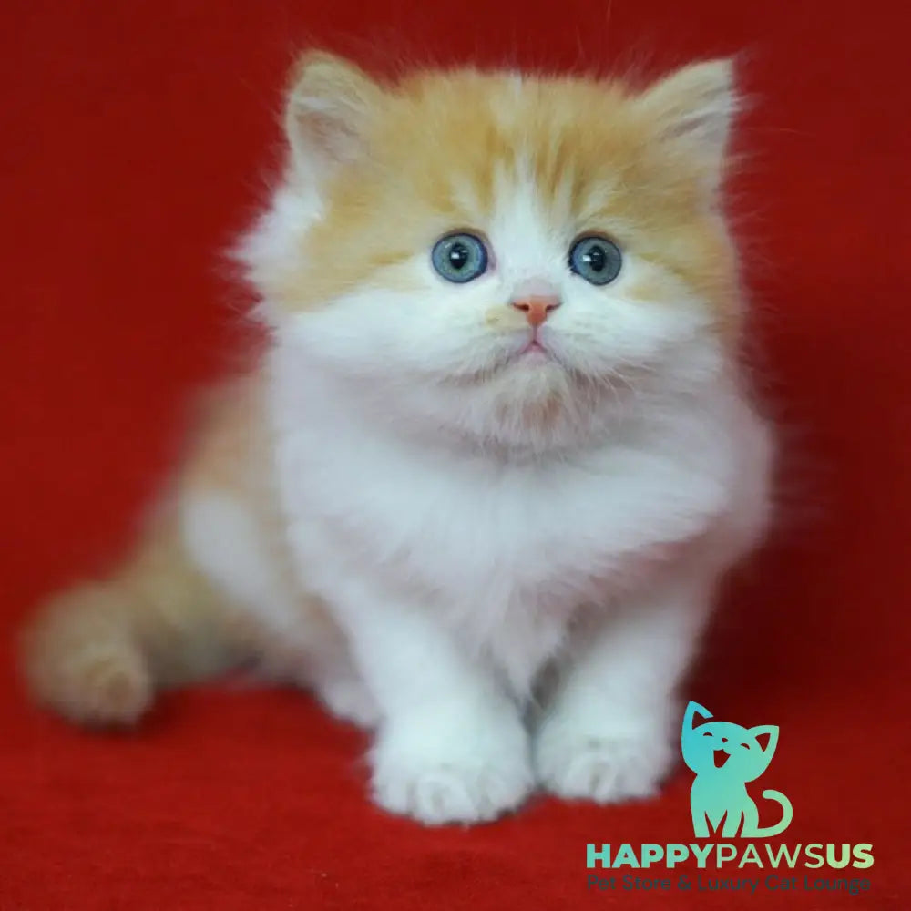 Top Top Scottish Straight male red spotted tabby bicolour - live animals