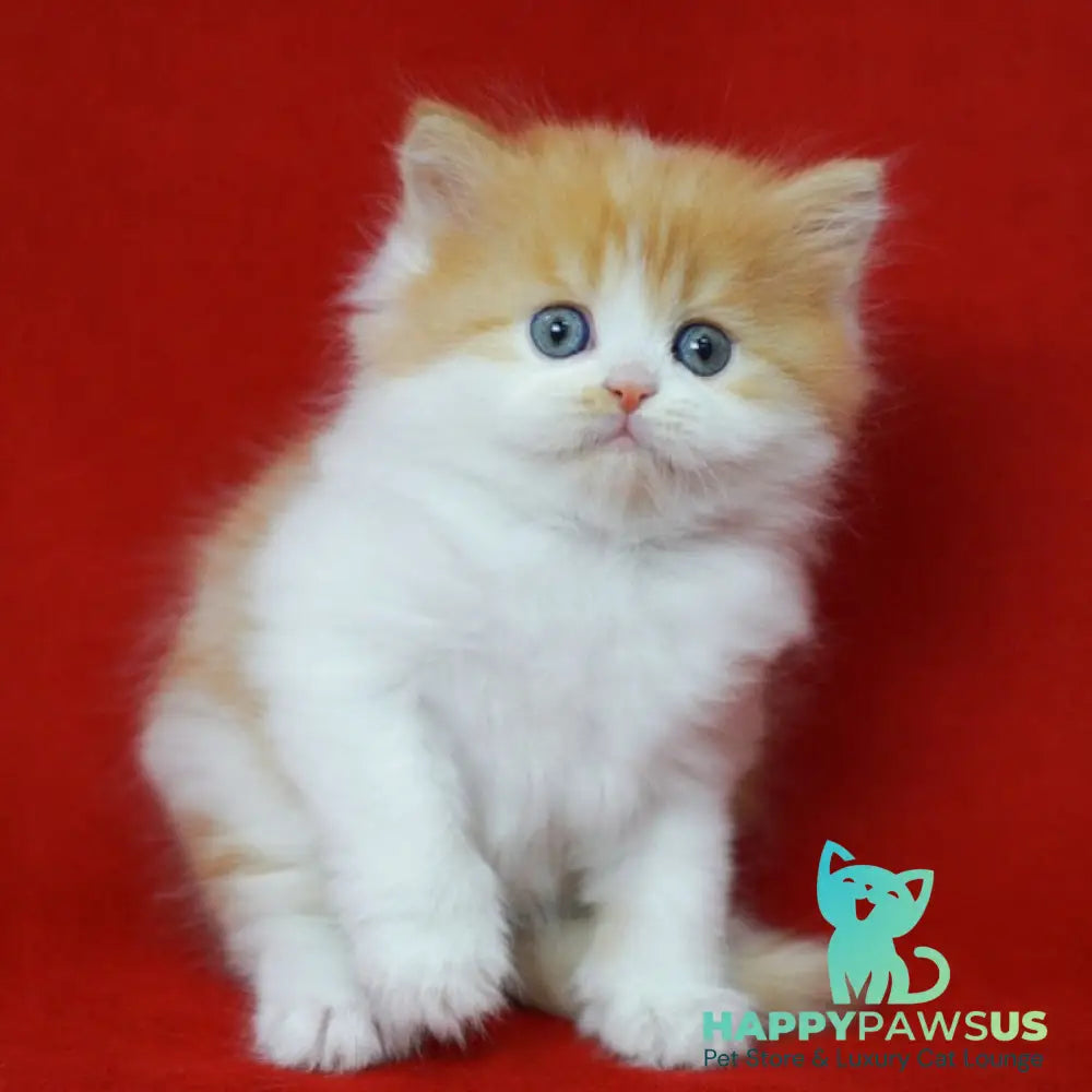 Top Top Scottish Straight male red spotted tabby bicolour - live animals